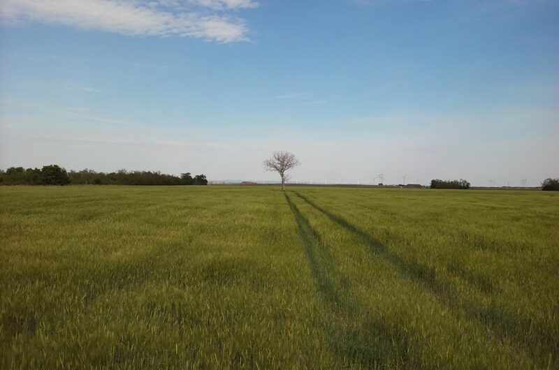 Einsamer Baum