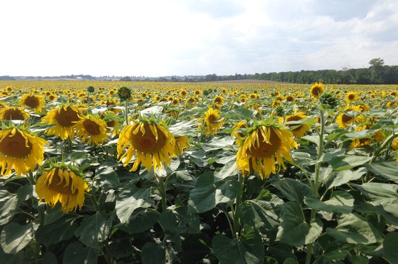 Sonnenblumen bei Stockerau