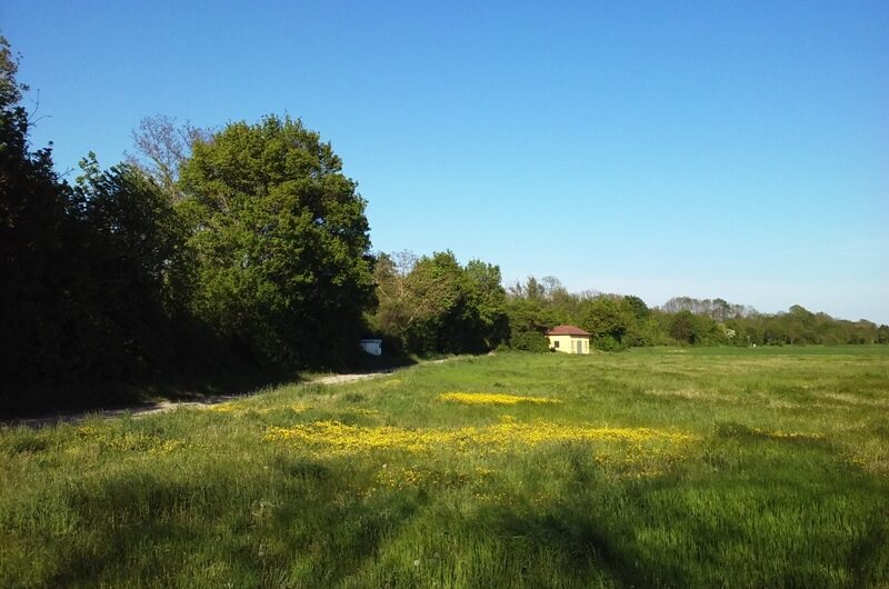 Blumenwiese bei Parbasdorf