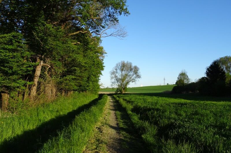 Schlosswald Ulrichskirchen