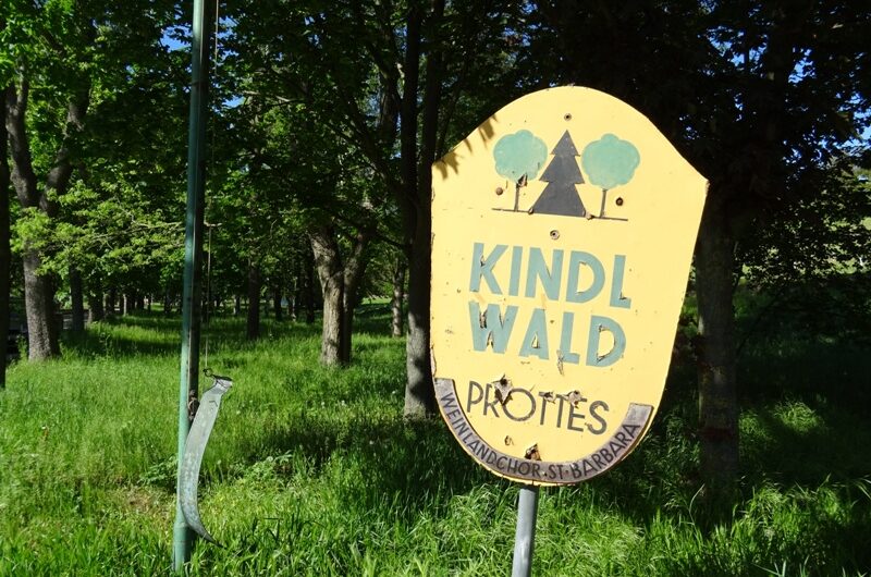 Kindl Wald in Prottes