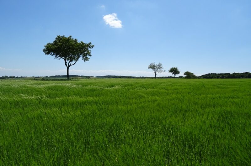 Allee auf dem Mühlradsberg