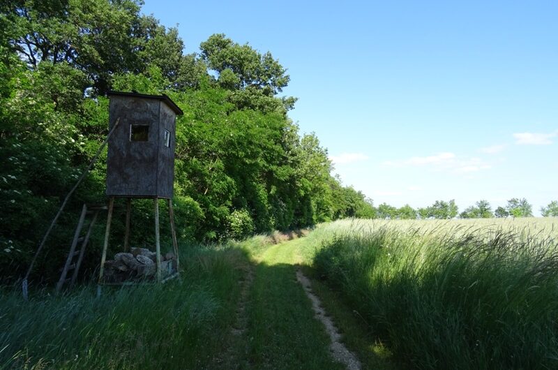 Am Waldrand bei Manhartsbrunn