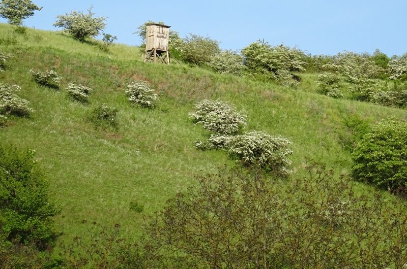 Hochsitz am Wartberg