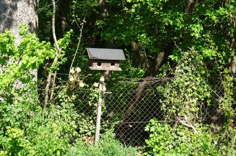 Vogelhaus bei Schloss Ulrichskirchen