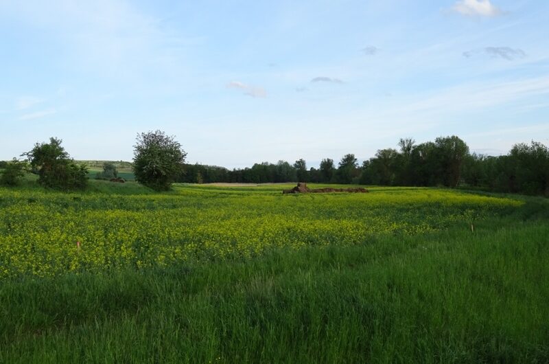 Wiese am Rußbach