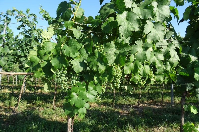 In den Wolkersdorfer Weinbergen