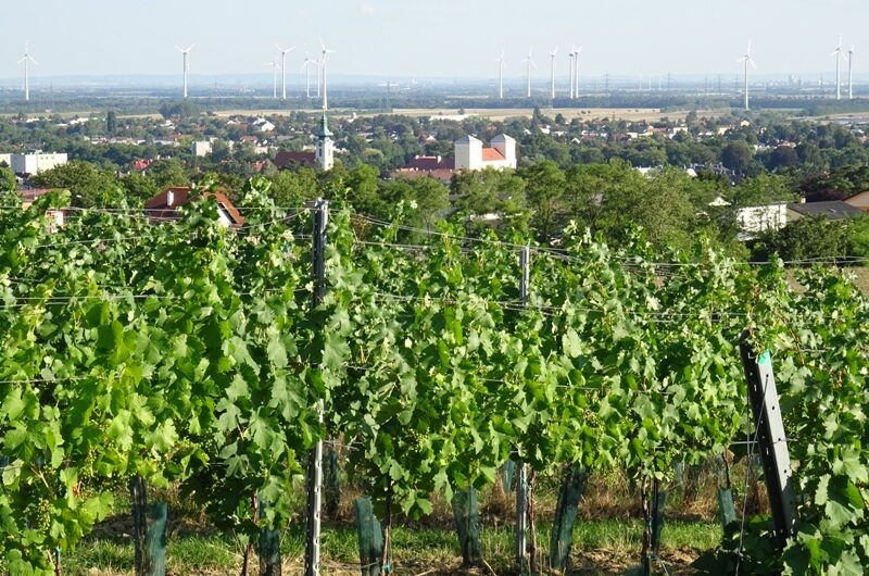 Wolkersdorfer Zentrum hinter Weinreben