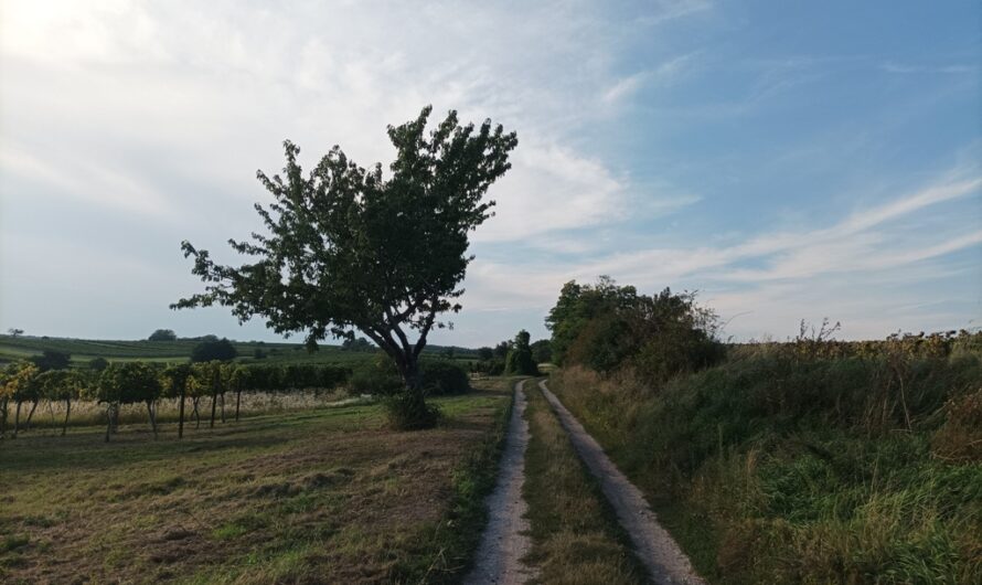 Am Biotop bei Auersthal