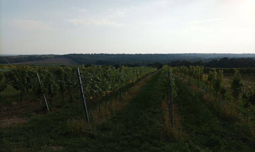 Weinberge bei Auersthal