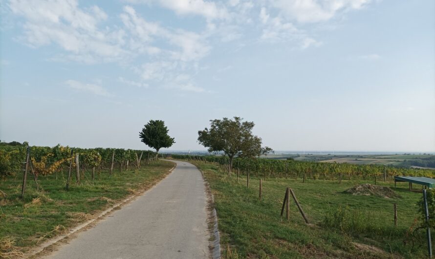 Weinwanderweg in Auersthal