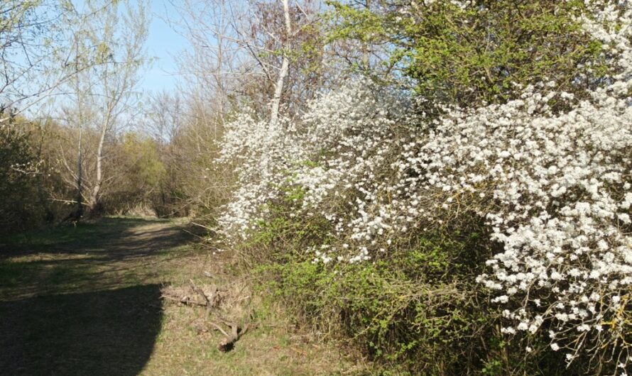 Frühlingsblühen am Marchfeldkanal