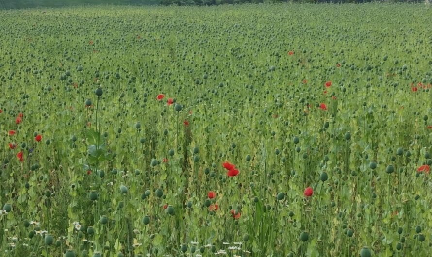 Mohn bei Unterolberndorf