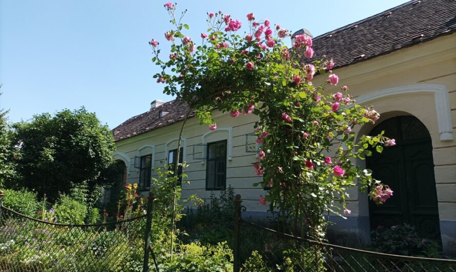 Rosen vor dem Bauernhaus