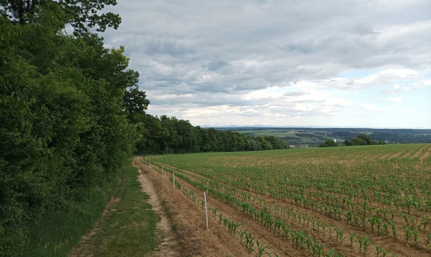 Wanderweg zum Kreuttal Aussichtsturm