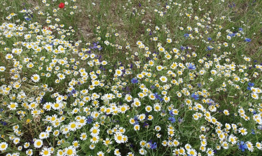 Weinviertler Feldblumen