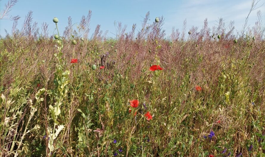 Blumenwiese bei Jedenspeigen