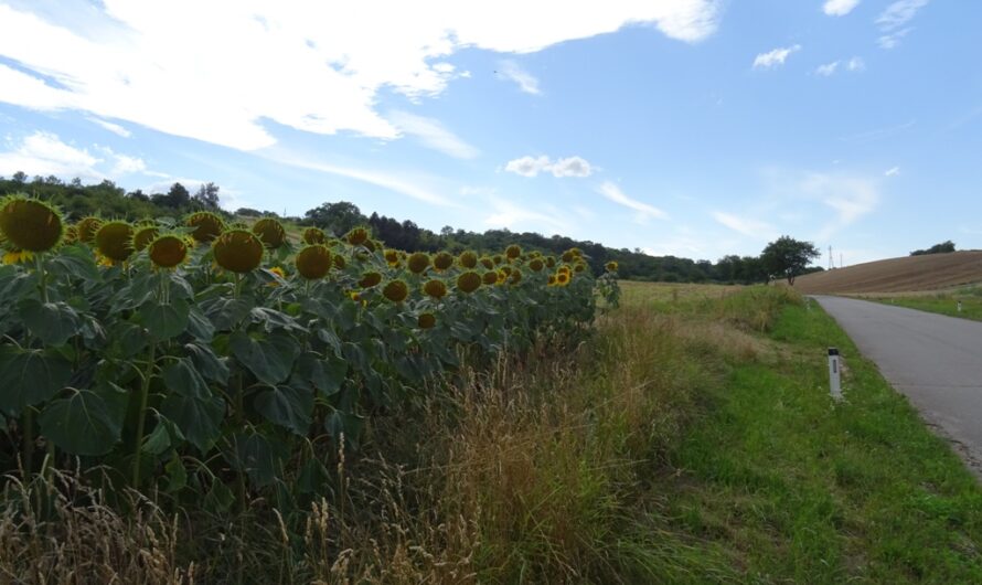 Sonnenblumen an der Ebenthaler Straße