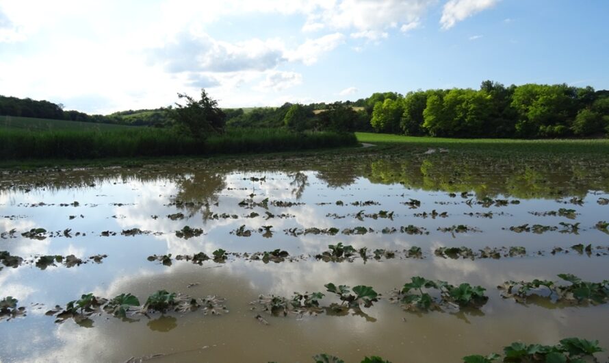 Überschwemmung am Feld