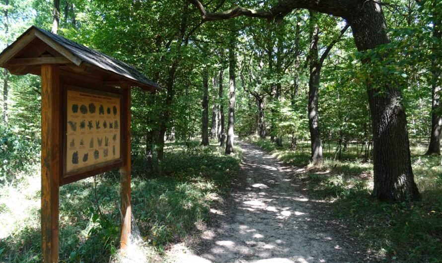 Wanderweg im Kreutwald