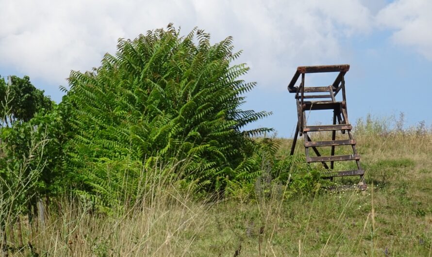 Hochsitz am Ried Vogelsang