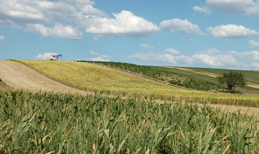 Ölfeld bei den Sonnenblumen