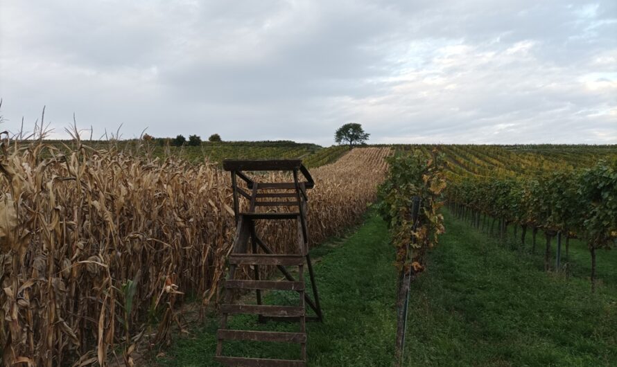 Hochsitz zwischen Feldern