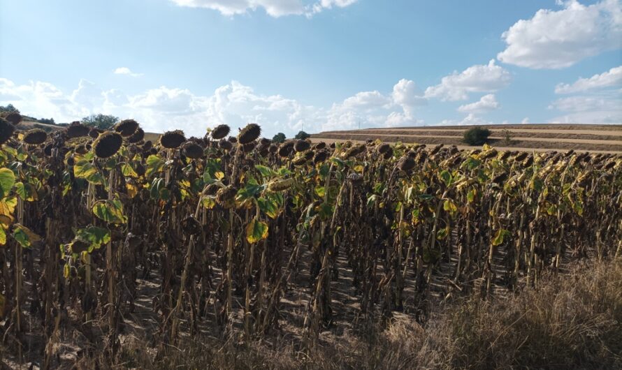 Sonnenblumen bei Dürnkrut