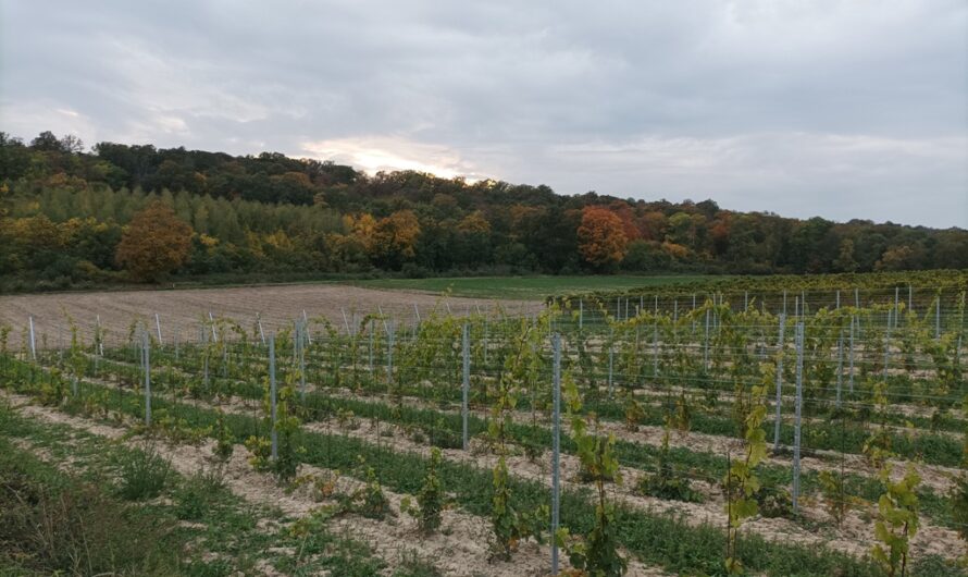 Wein am Hochleithenwald