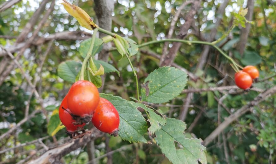 Rot und juckend