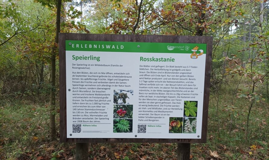 Kalte Jahreszeit im Fuchsenwald