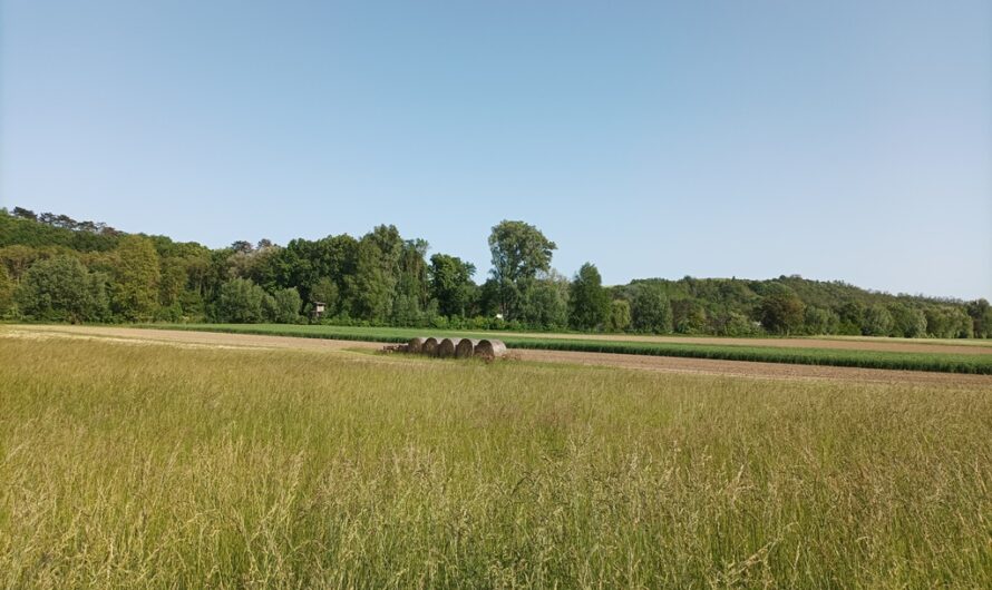 Wiese bei Ulrichskirchen