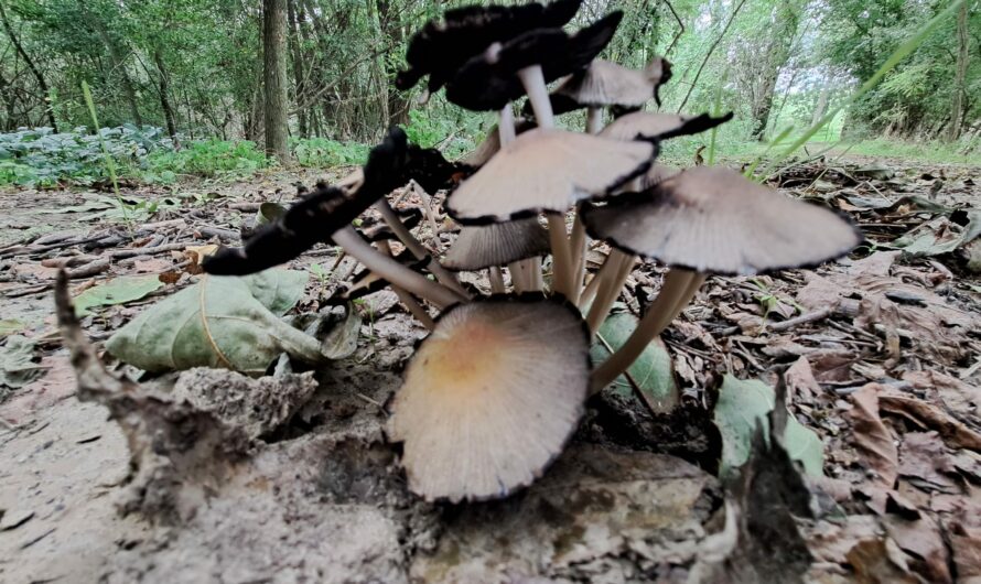 Start in den Herbst bei Bockfließ