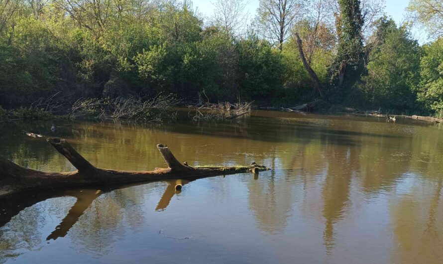 Teich vor Beobachtungshütte
