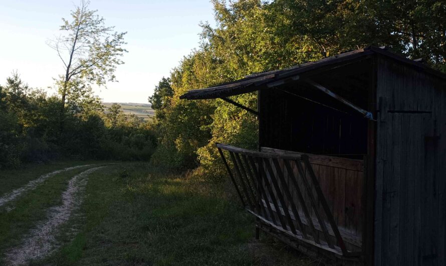 Futterstelle im Hochleithenwald