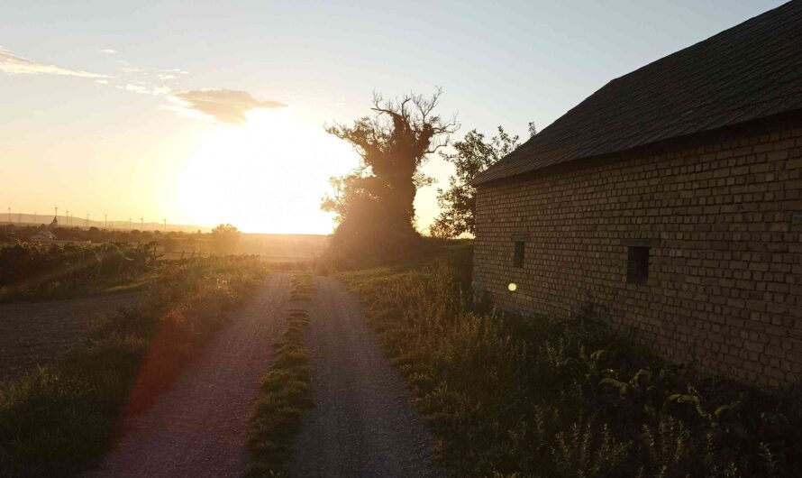 Sommerabend bei Bockfließ