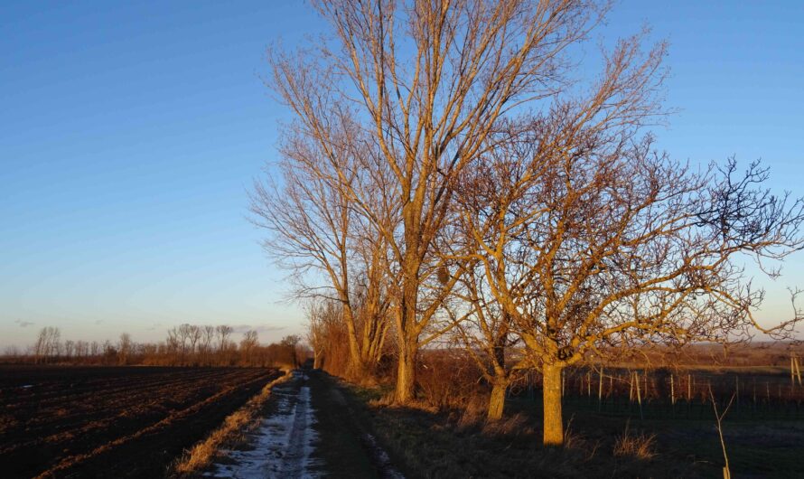 Wanderweg in Sierndorf