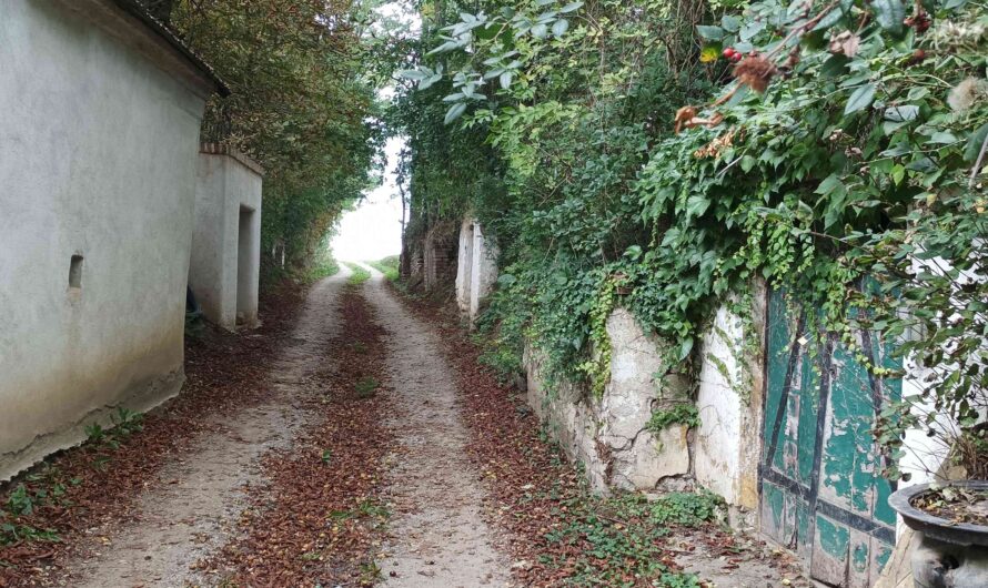 Alter Kellerhohlweg bei Kleinstetteldorf