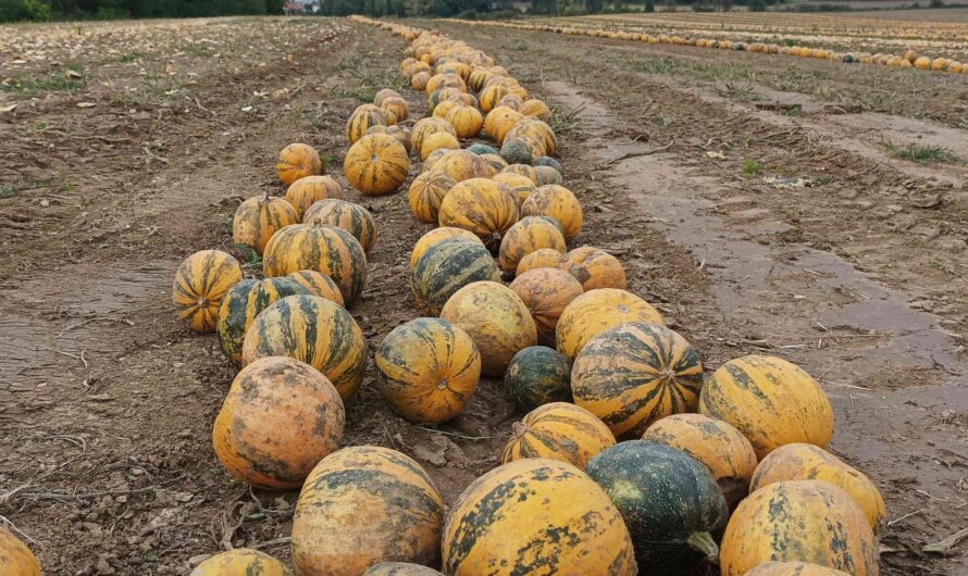 Kürbisse bei Kleinstetteldorf