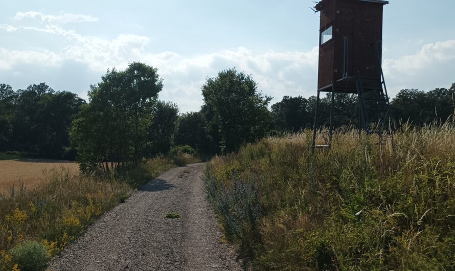 Sommernachmittag am Hochleithenwald bei Auersthal